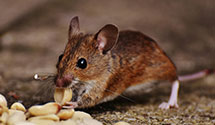 24 Hour & Emergency Exterminators in Unisys, PA